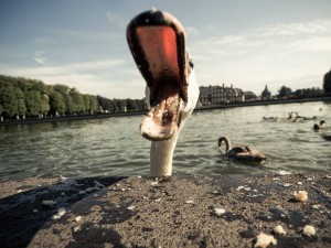 schwan